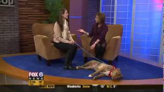 Logan, A 2-Year-Old Male American Pit Bull Terrier Mix On Fox