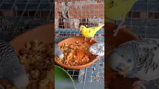 my happy birds #birds #beautifulbird #budgies #viral
