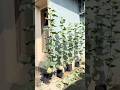 Menanam melon di teras samping rumah