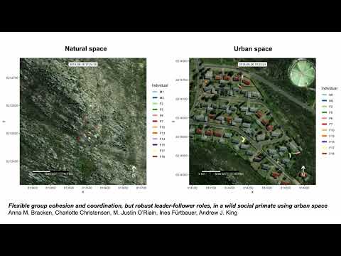 Chacma baboon movements in natural and urban space