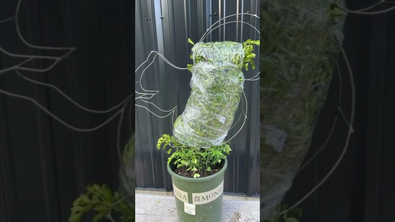Squirrel DIY Shaping Topiary