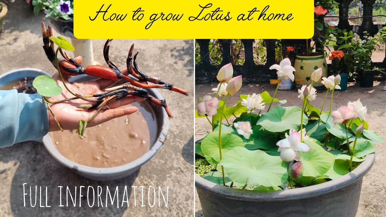Want to grow Lotus at home ?Try this! #Easiest way to grow Lotus at home #youtube videos