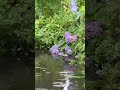 紫陽花さん入浴中　立川市柴崎　根川緑道にて
