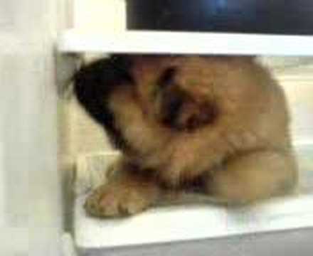 Video Of Man Talking To Dog About Food In Fridge Video Of Man Talking To Dog About Food In Fridge