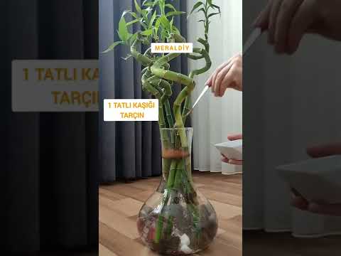 Video: Evde suda bambu yetiştirmek, bakım, üreme, hastalık