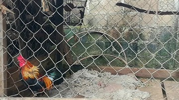 Qaib txuam tom 3 qus them heev qua zoo