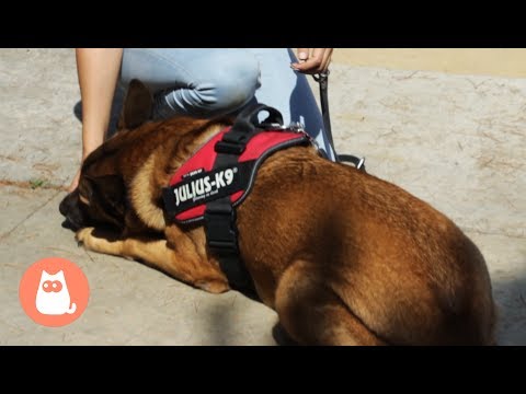 Vídeo: Como Ensinar Um Cachorro A Se Deitar