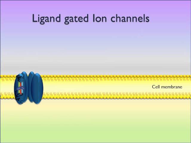 Ligand Gated Ion Channel