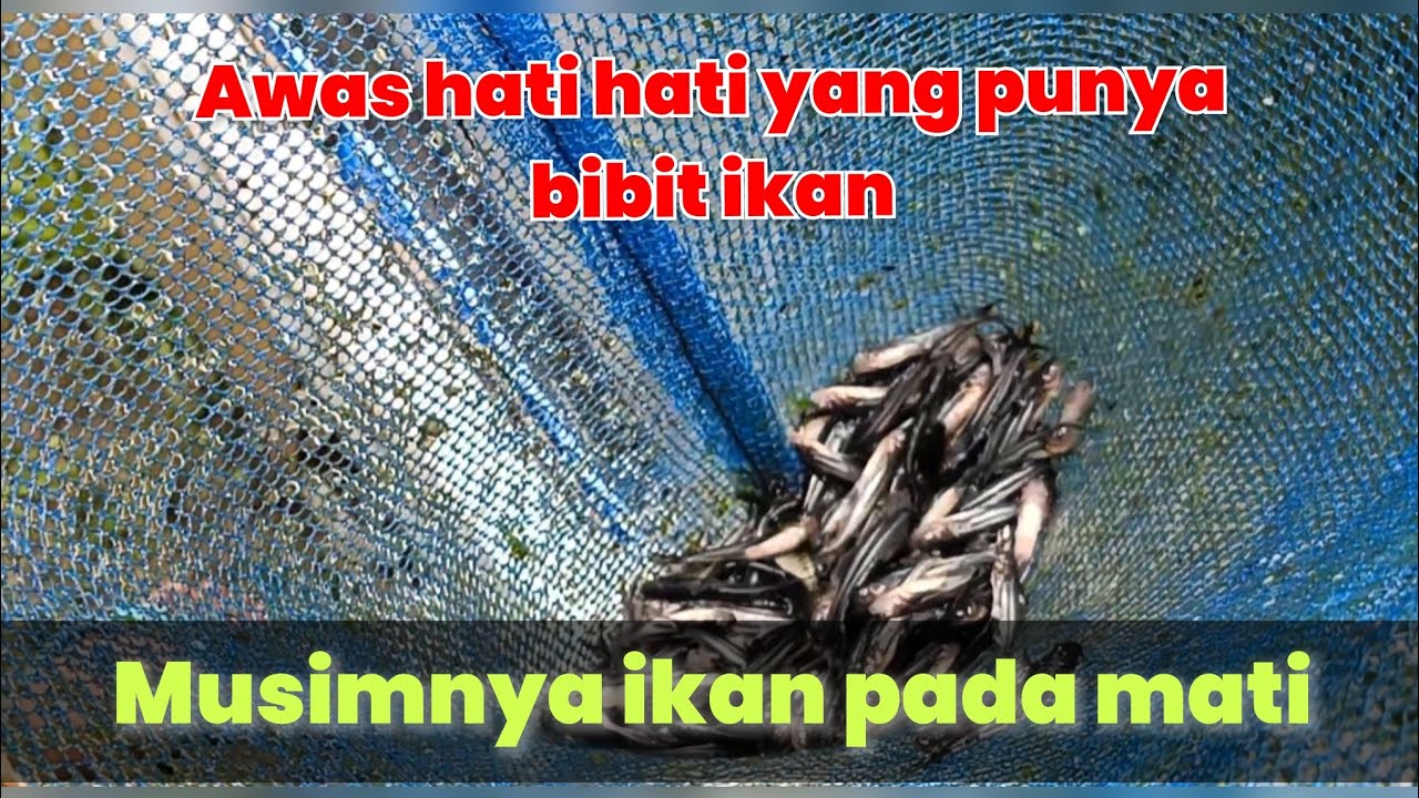 Penanganan kematian ikan patin,nila dn gurame