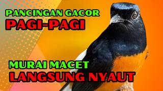 pancingan murai batu GACOR ampuh JADIKAN murai MACET nyaut EMOSI❗❗