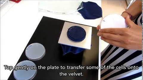 Day 5: Replica plating to test for lysine auxotrophy