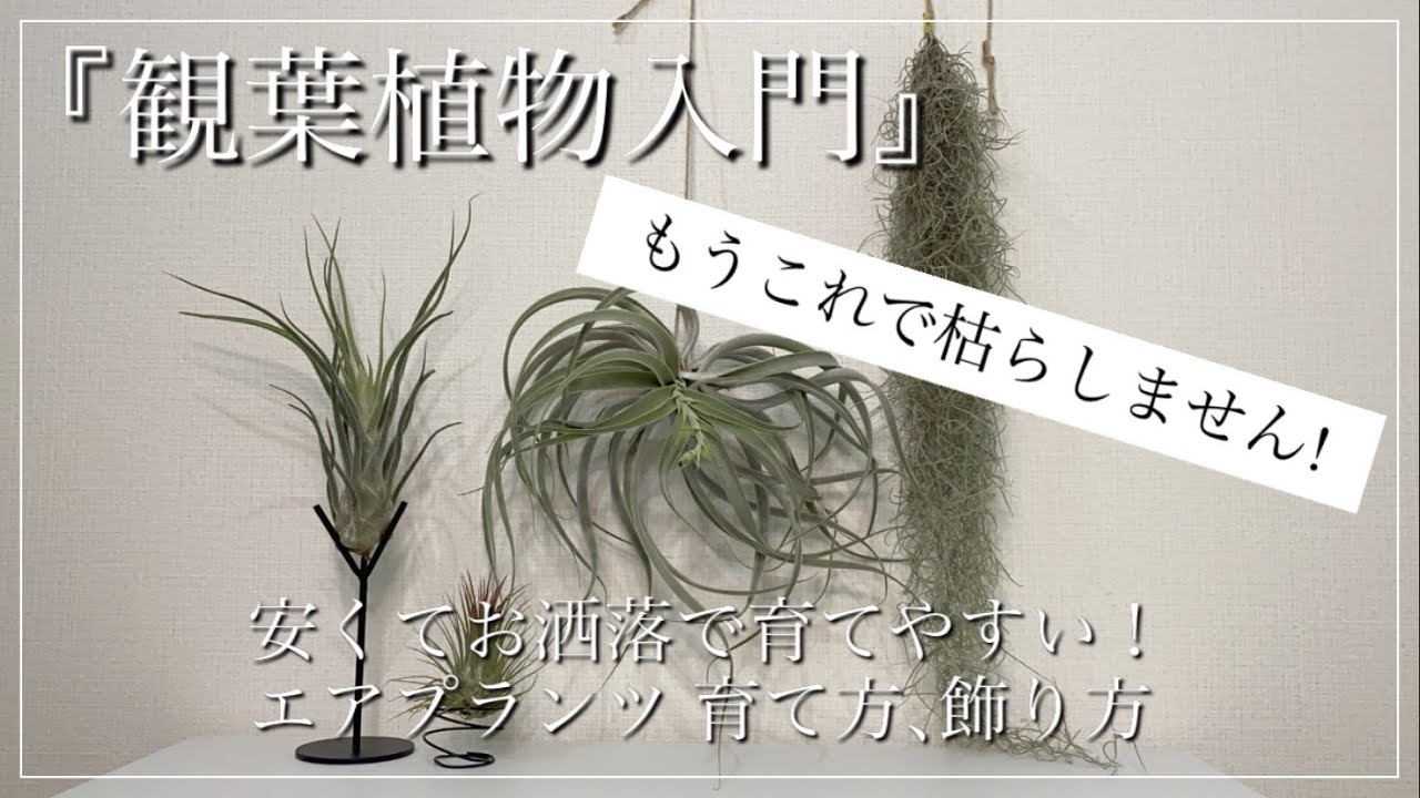 観葉植物入門 もう枯らさない エアプランツのお洒落な育て方 飾り方 Youtube