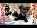 【捨て犬 子犬 保護】譲渡会デビューしました!&猫大喧嘩!+おまけコーナー