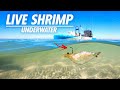Multispecies fishing with live shrimp  catch and cook