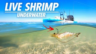 MultiSpecies fishing with Live Shrimp  catch and cook