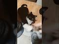 Daisy Kitten's Shoe Lace Adventure