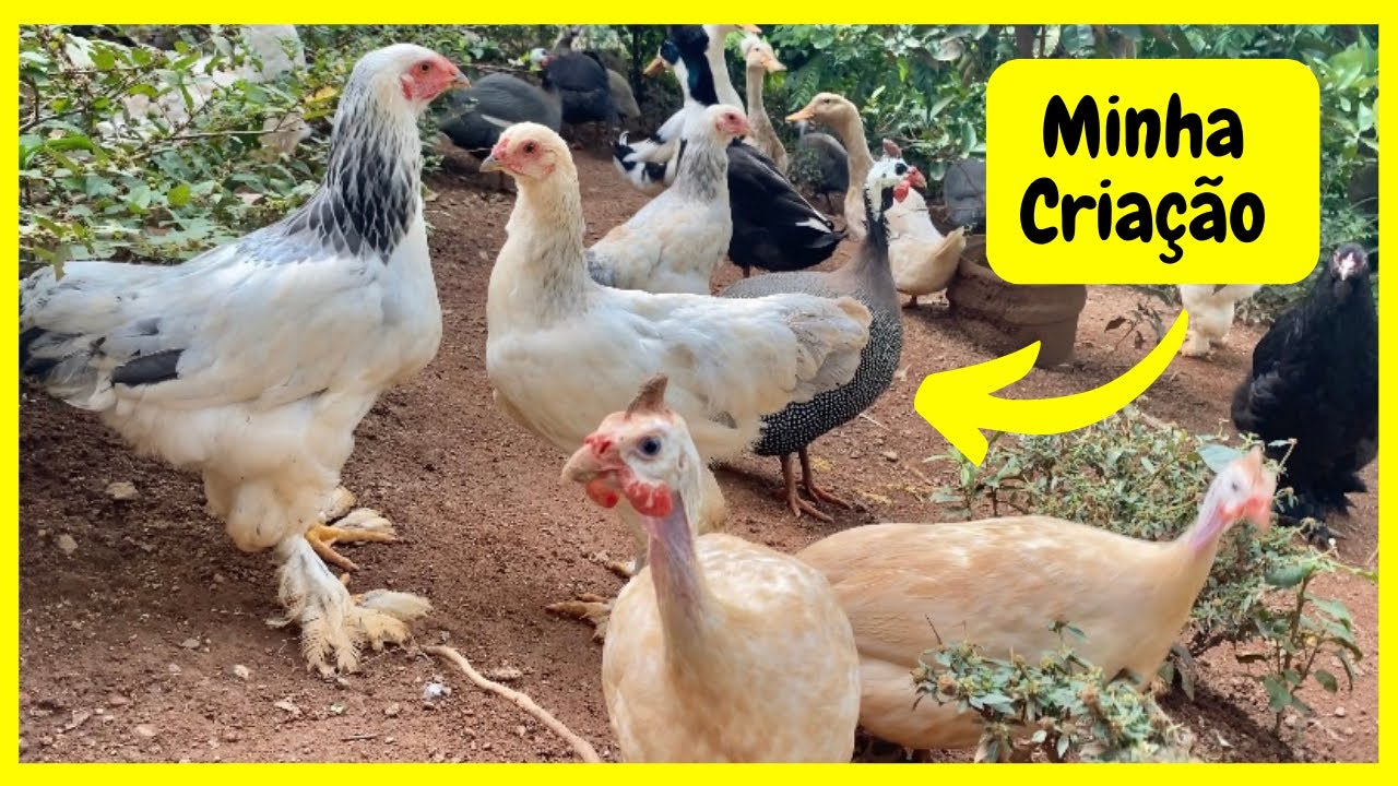 Cuidando de Minhas Criação de Animais na Roça | Gutejando