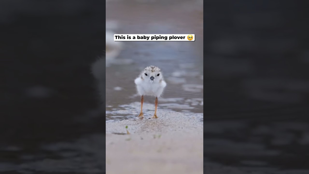 Baby Piping Plover Chick is CUTE