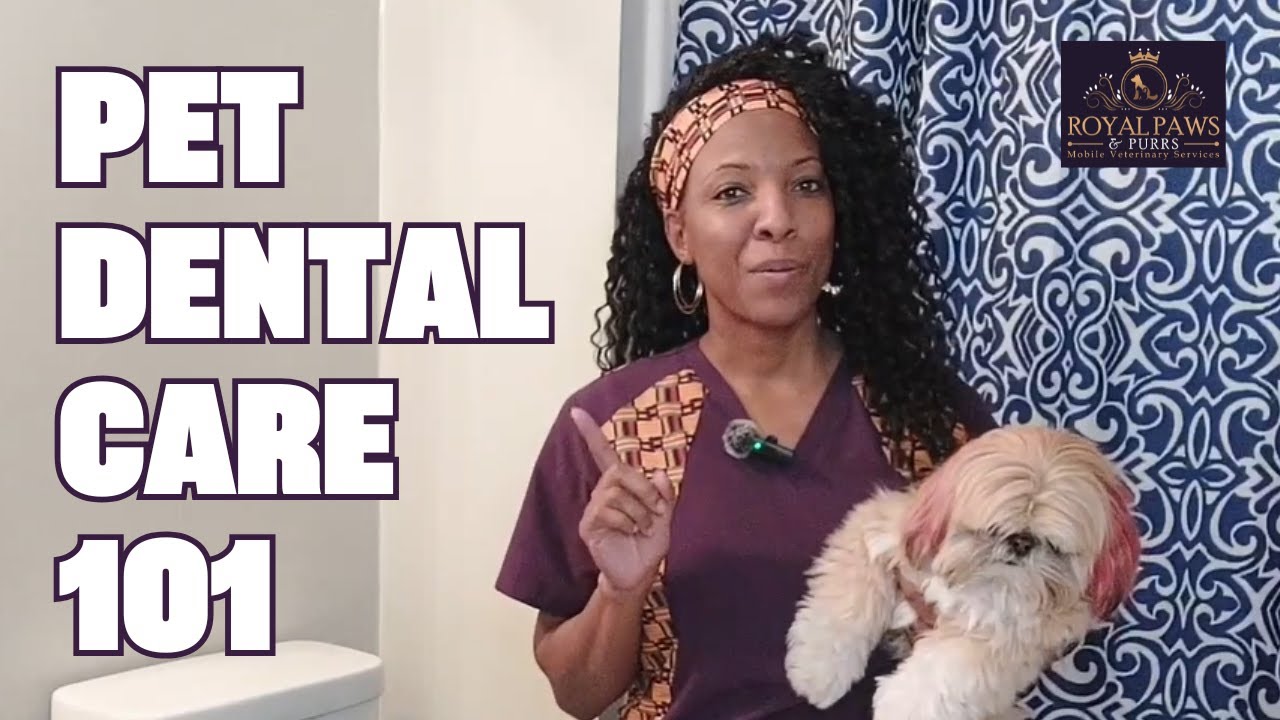 Pet Dental Care 101