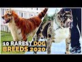 Top 10 Rarest Dog Breeds In The World In 2020 | Jacks Top 10  |