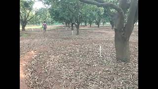 Water Management in Mango @9849332421