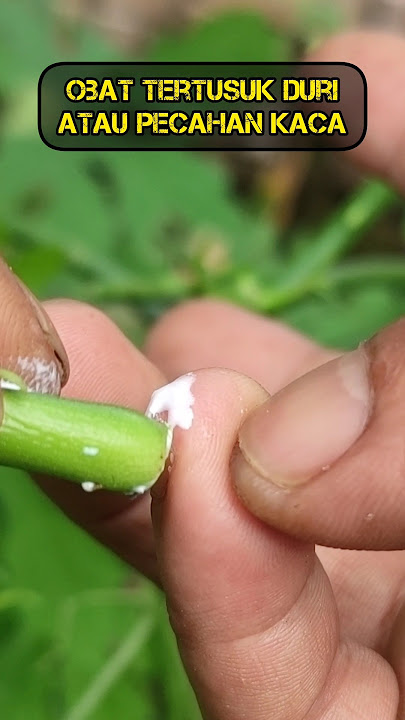 Obat Alami Tertusuk duri atau pecahan kaca. #herbal #medical