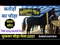 करोड़ों का घोड़ा - कालाकांटा  भी पहुंचा मुकत्सर मेले में Stallion- kalakanta