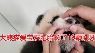 大熊猫爱宝双胞胎满90天，两姐妹分别长了9颗10颗乳牙！旅新加坡2岁大熊猫叻叻将于12月回国！