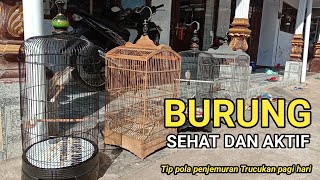 Menjemur Burung Trucukan Pagi Hari Buat Trucukan Sehat dan Rajin Bunyi