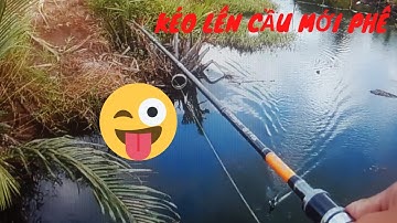 Câu cá lóc đồng - Đóng 3 con cá trên Cây Cầu cực phê - Snakehead fishing - Vinh Ròm