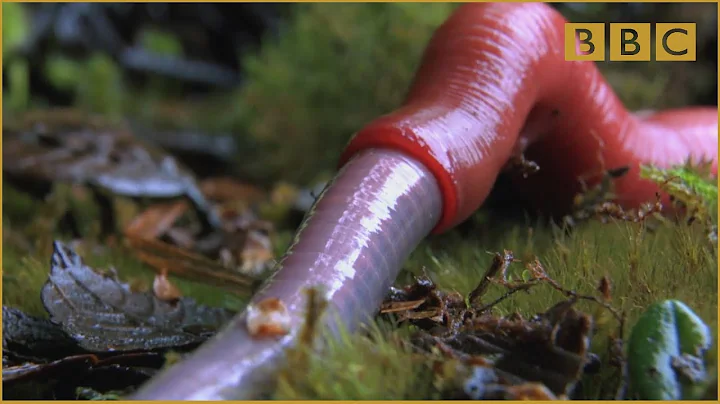 Monster leech swallows giant worm - Wonders of the...