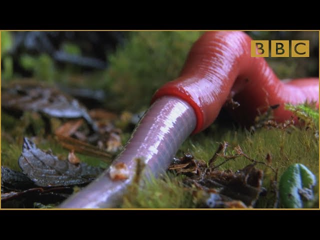 Lintah monster menelan cacing raksasa - Keajaiban Musim Hujan: Episode 4 - BBC Two class=