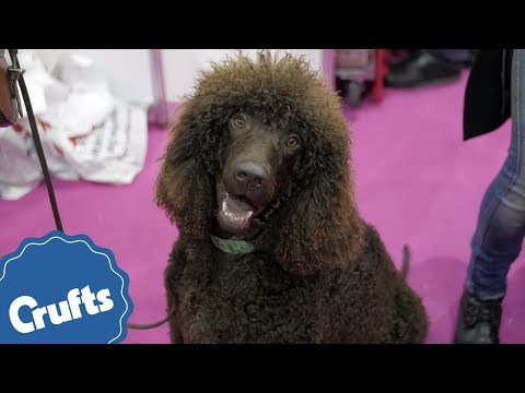 Eukanuba Discover Dogs 2015