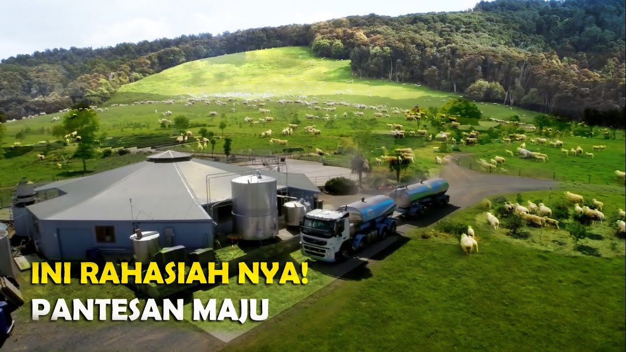 Rahasiah Majunya Peternakan di Selandia Baru, Jumlah Domba Melebihi Jumlah Penduduknya.