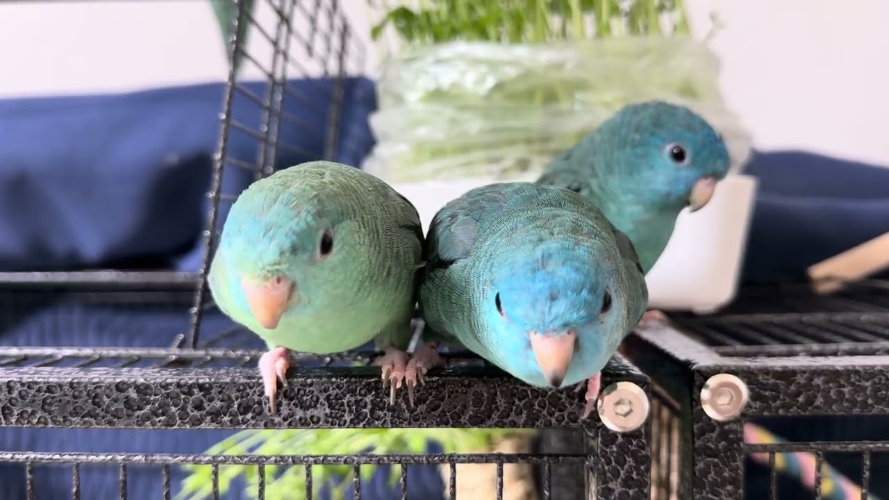 風呂キャンセル界隈