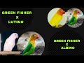 Green fisher x Albino | Green fisher x Lutino | Cross Breed | Urdu/Hindi