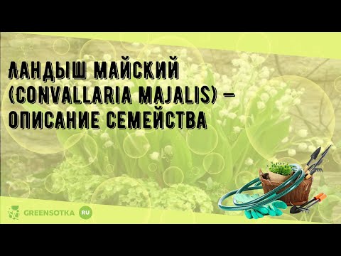 Ландыш майский (Convallaria majalis) — описание семейства