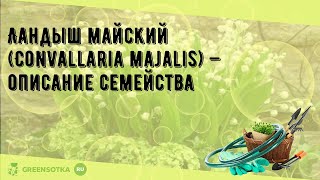 Ландыш майский (Convallaria majalis) — описание семейства