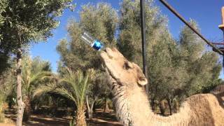 Smart Camel Drinking water fast from the bottle in Morocco Sahara Desert.