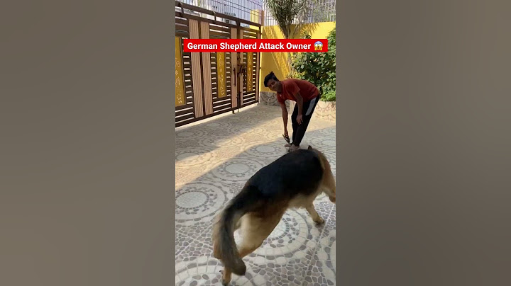German Shepherd Attack On Owner 😱 | Dog Attack Owner #attack #gsd #dog #shorts