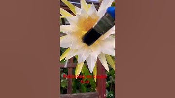 Thumbnail of Hand pollinating my dragon fruit flower #60