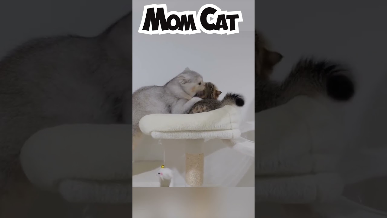 Mom Cat and Her Adorable Kittens Unconditional Love #4k #cat #kitten #viral