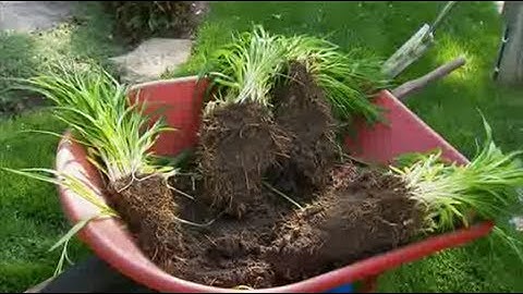 Gardening Tips -- How to Divide Daylilies