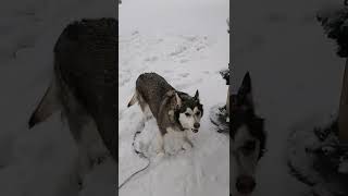 Husky Love Snow 2
