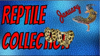 Reptile Collection January 2015!