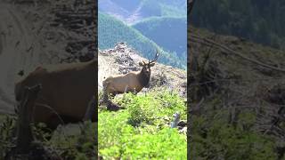 Land of the Free: Unicorn Roosevelt #bornandraisedoutdoors #elk #hunting ￼