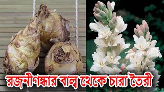 How to Grow and Care TUBEROSE or Rajnigandha - growing tuberose bulbs