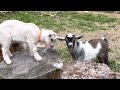 Crazy goat kids