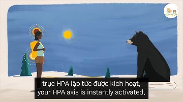 [TED Ed - Song ngữ] Stress ảnh hưởng đến não như thế nào?