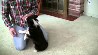 Clicker Training - 1 - Sit